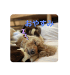 うちのココのスタンプ（個別スタンプ：5）