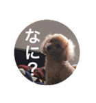 うちのココのスタンプ（個別スタンプ：6）