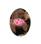 うちのココのスタンプ（個別スタンプ：12）
