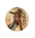 うちのココのスタンプ（個別スタンプ：17）