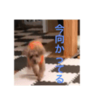 うちのココのスタンプ（個別スタンプ：30）