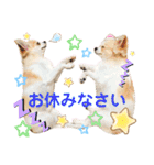 2wins チワワ 3（個別スタンプ：3）