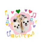 2wins チワワ 3（個別スタンプ：6）