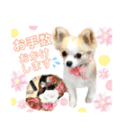 2wins チワワ 3（個別スタンプ：8）