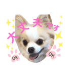 2wins チワワ 3（個別スタンプ：12）