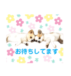 2wins チワワ 3（個別スタンプ：13）