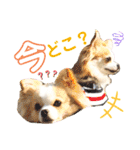 2wins チワワ 3（個別スタンプ：15）