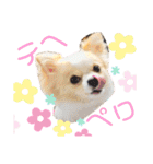 2wins チワワ 3（個別スタンプ：22）