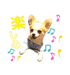 2wins チワワ 3（個別スタンプ：23）