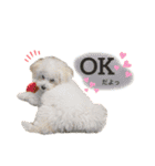ぽんちょこ01（個別スタンプ：1）