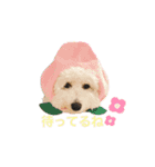 ぽんちょこ01（個別スタンプ：2）