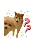 ぽんちょこ01（個別スタンプ：6）