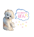 ぽんちょこ01（個別スタンプ：15）