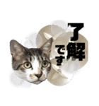 おる君 夏シリーズ（個別スタンプ：3）