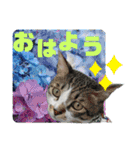 おる君 夏シリーズ（個別スタンプ：5）