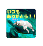 おる君 夏シリーズ（個別スタンプ：8）