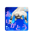 おる君 夏シリーズ（個別スタンプ：12）