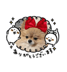 ポメラニアン LUNA（個別スタンプ：3）