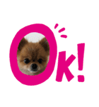 ポメラニアン LUNA（個別スタンプ：5）