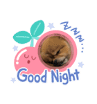 ポメラニアン LUNA（個別スタンプ：6）
