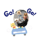 ポメラニアン LUNA（個別スタンプ：11）