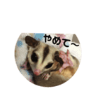 フクロモモンガ  ゆずの日常part1（個別スタンプ：9）