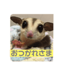 フクロモモンガ  ゆずの日常part1（個別スタンプ：15）