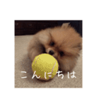 Rin*Rin*Pome2（個別スタンプ：2）