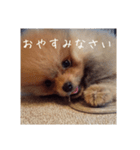 Rin*Rin*Pome2（個別スタンプ：4）