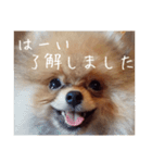 Rin*Rin*Pome2（個別スタンプ：10）