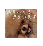 Rin*Rin*Pome2（個別スタンプ：12）