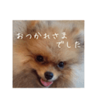 Rin*Rin*Pome2（個別スタンプ：15）