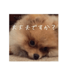 Rin*Rin*Pome2（個別スタンプ：18）