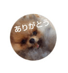 Rin*Rin*Pome2（個別スタンプ：23）