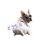 フレブルandプードル（個別スタンプ：1）