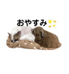 フレブルandプードル（個別スタンプ：3）