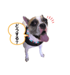 フレブルandプードル（個別スタンプ：8）