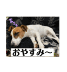 ジャックラッセルテリアのキナコ（個別スタンプ：2）