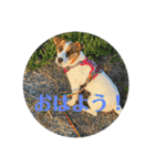 ジャックラッセルテリアのキナコ（個別スタンプ：13）