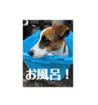 ジャックラッセルテリアのキナコ（個別スタンプ：14）
