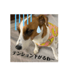ジャックラッセルテリアのキナコ（個別スタンプ：19）