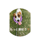 ジャックラッセルテリアのキナコ（個別スタンプ：20）