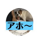 ジャックラッセルテリアのキナコ（個別スタンプ：22）