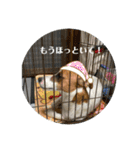 ジャックラッセルテリアのキナコ（個別スタンプ：27）