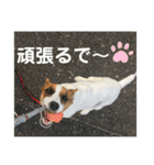 ジャックラッセルテリアのキナコ（個別スタンプ：28）