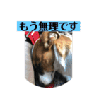 ジャックラッセルテリアのキナコ（個別スタンプ：30）