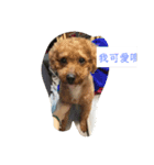 香秋香（個別スタンプ：1）