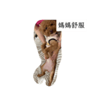 香秋香（個別スタンプ：4）