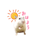ハム ときどき チンチラ。（個別スタンプ：1）