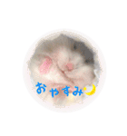 ハム ときどき チンチラ。（個別スタンプ：4）